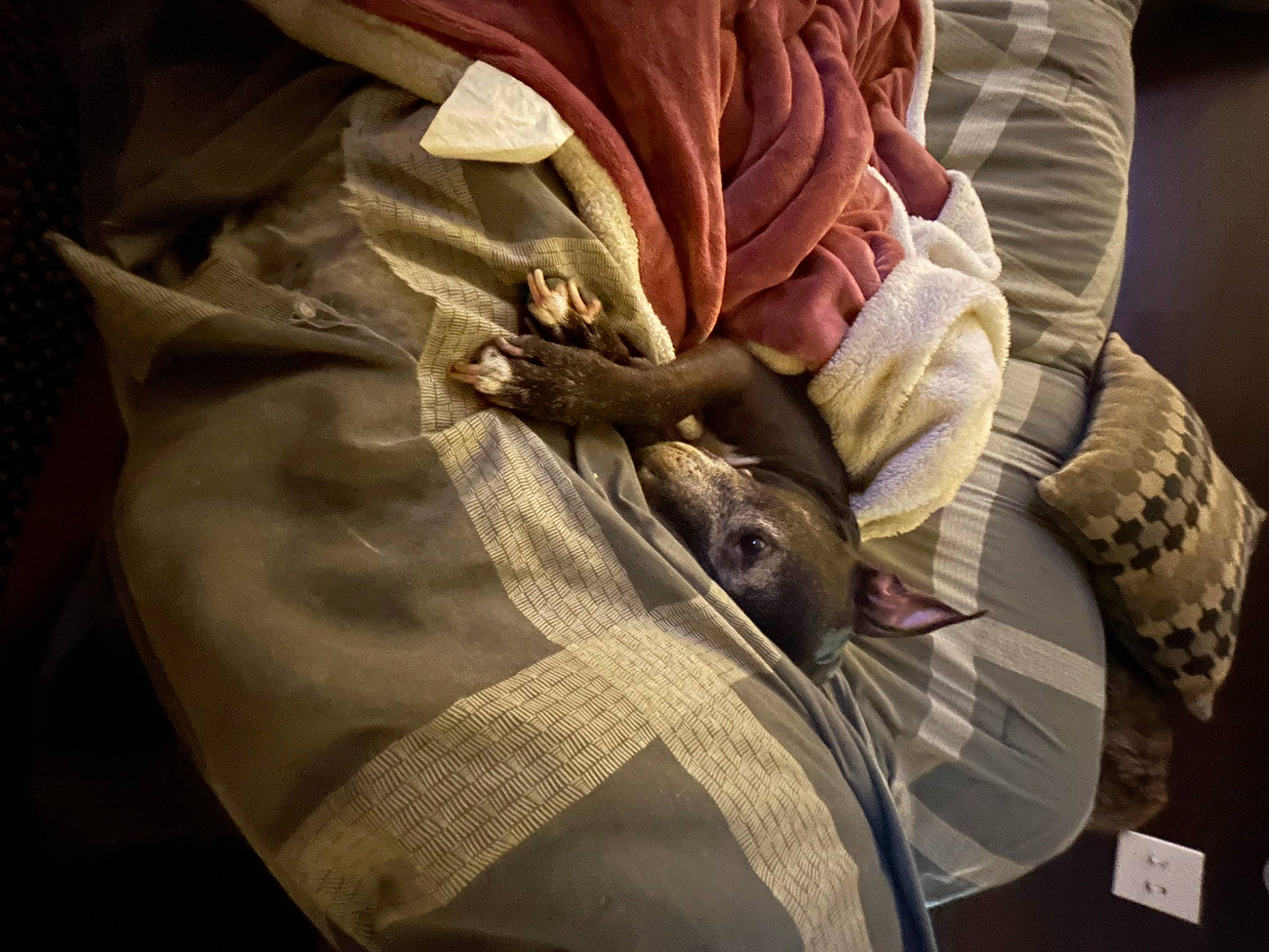 Ava joined the competition — help win amazing prizes! bag, bed_sheet, bedding, carmine, comfort, fashion_accessory, fur, human_leg, linens, paper, pattern, peach, room, sleeve