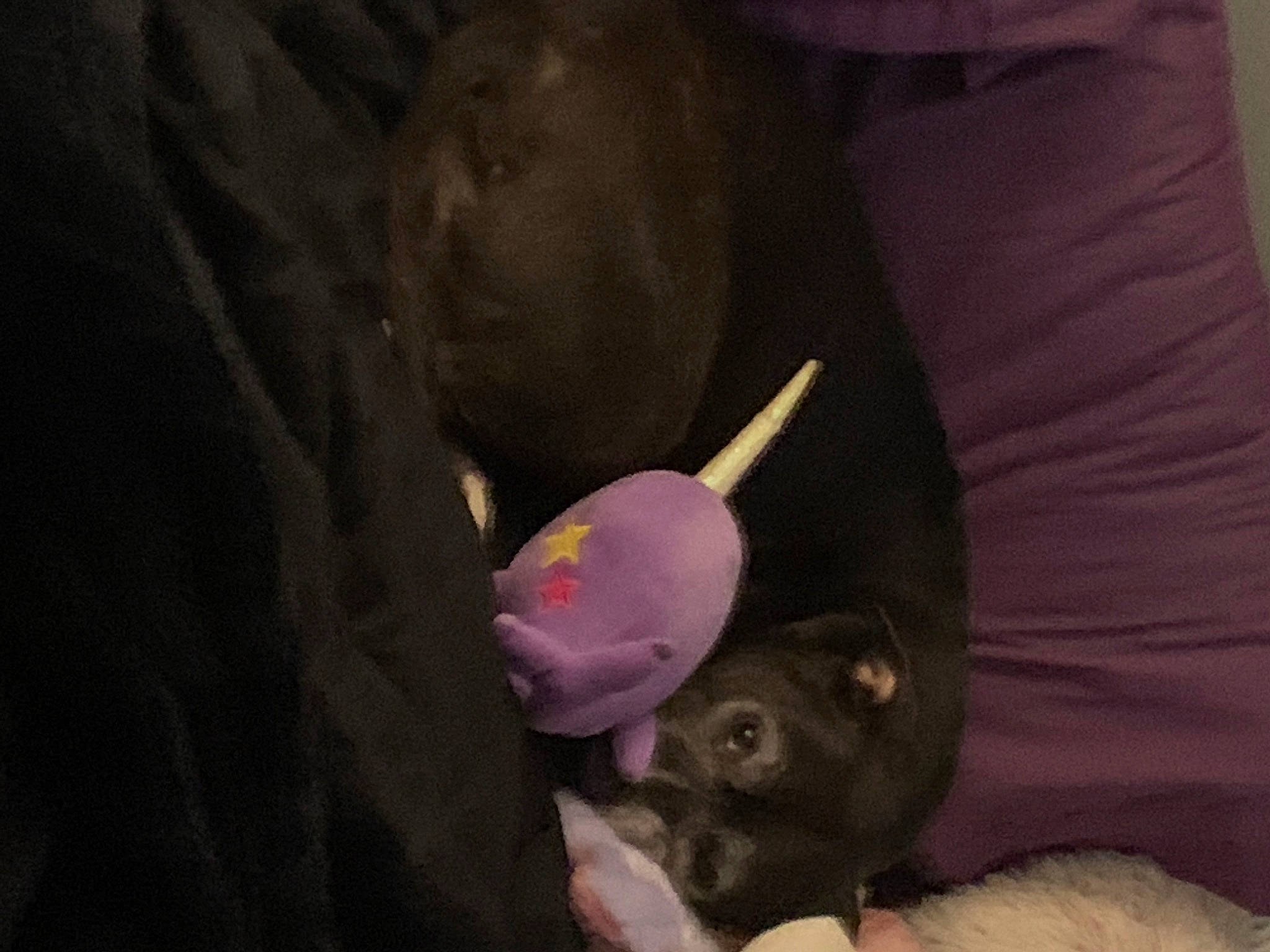 Ava is registered to the contest to win money with this photo: canidae, carnivore, comfort, companion_dog, darkness, dog, dog_breed, ear, fur, magenta, nail, non_sporting_group, petal, purple, snout, sporting_group, toy_dog