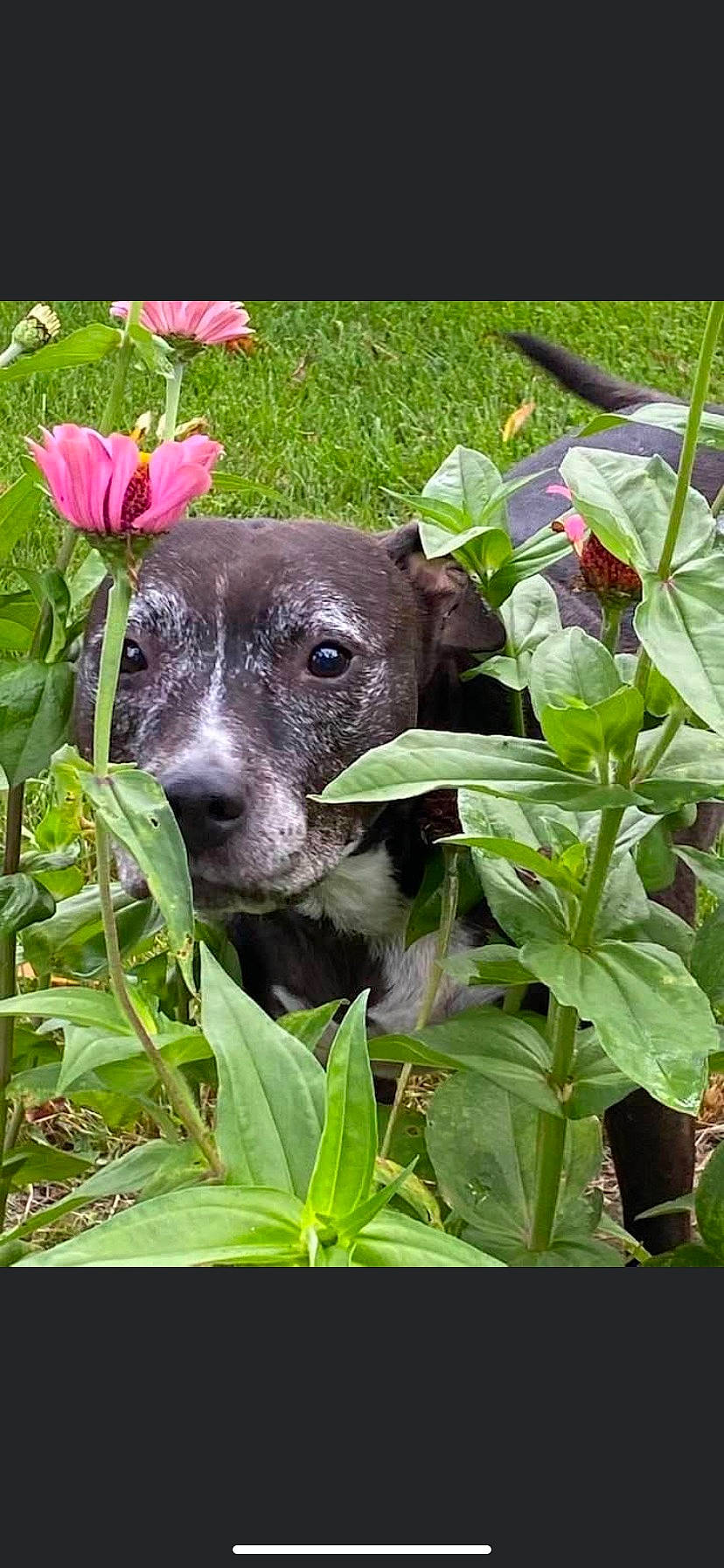 Ava is registered to the contest to win money with this photo: annual_plant, canidae, carnivore, companion_dog, dog, dog_breed, fawn, flower, grass, groundcover, herb, liver, plant, shrub, snout, sporting_group, terrestrial_animal, terrestrial_plant, whiskers, working_animal