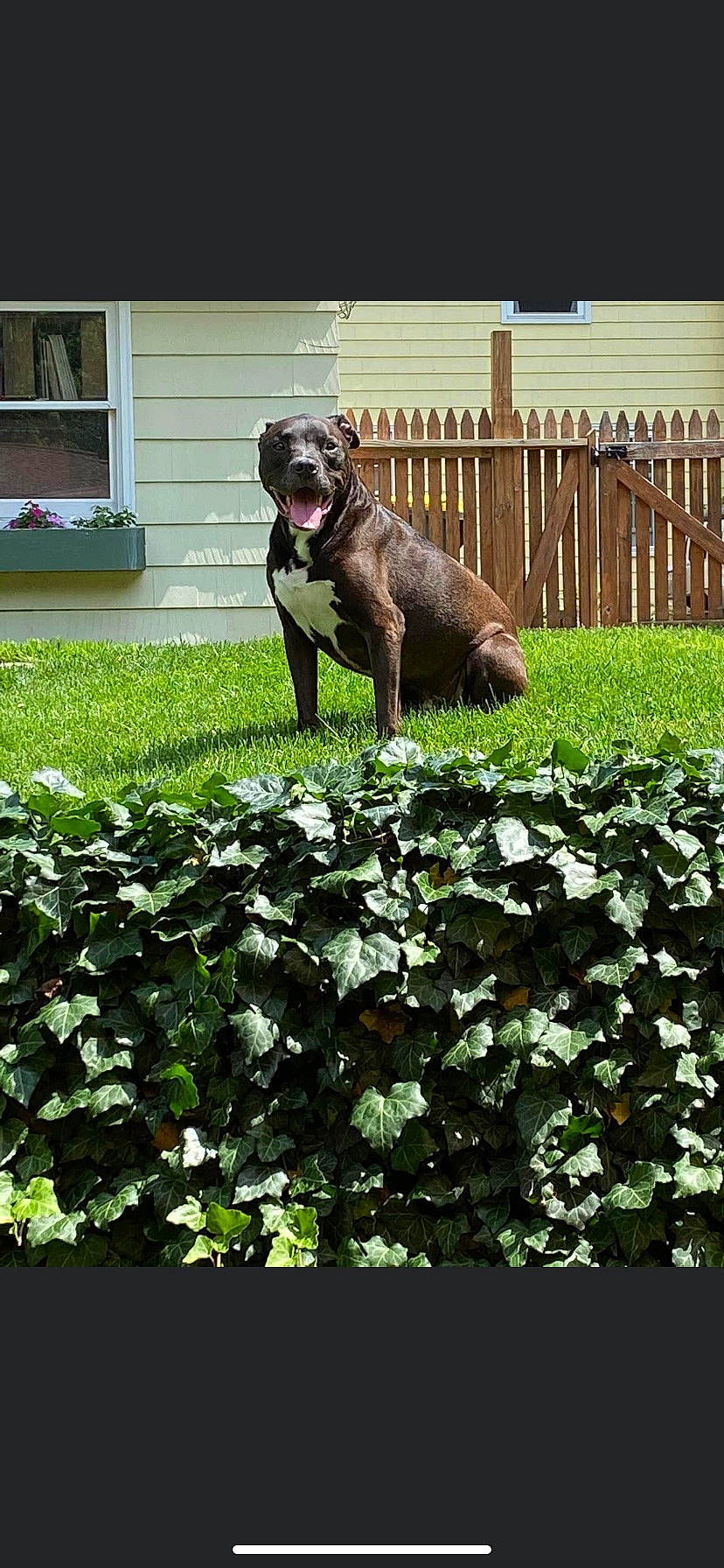 Diesel joined the competition — help win amazing prizes! carnivore, companion_dog, dog, dog_breed, fawn, fence, garden, grass, groundcover, gun_dog, home_fencing, landscape, lawn, liver, plant, shrub, sporting_group, tail, window, working_animal