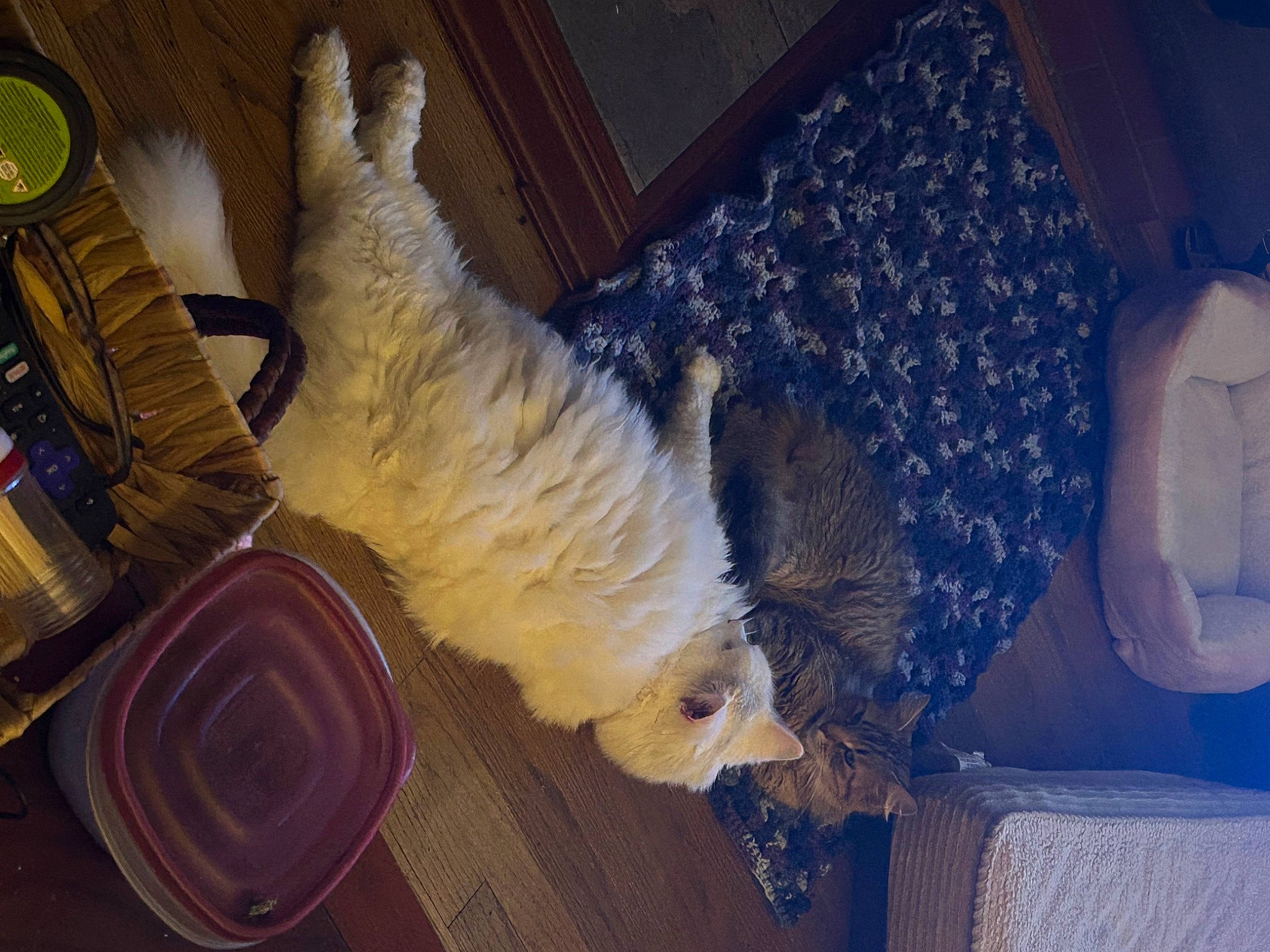 Diesel joined the competition — help win amazing prizes! carnivore, comfort, companion_dog, dog, dog_breed, fawn, feather, felidae, flooring, fur, hardwood, room, small_to_medium_sized_cats, sporting_group, tail, terrier, toy, toy_dog, whiskers, wood