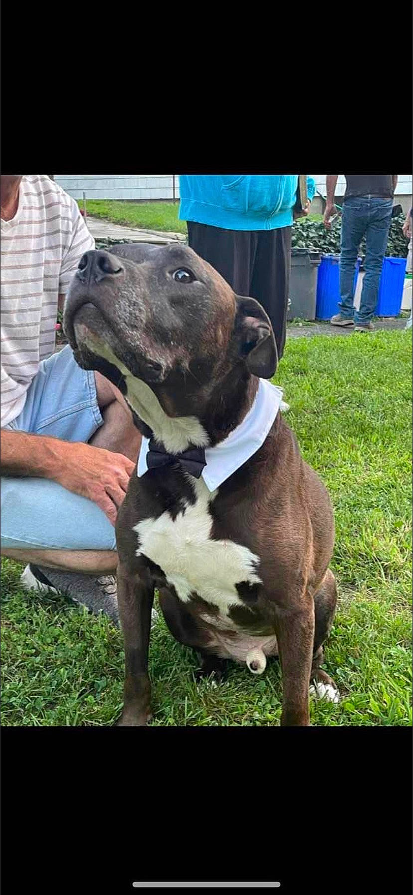 Diesel joined the competition — help win amazing prizes! canidae, carnivore, collar, companion_dog, dog, dog_breed, dog_collar, foot, formal_wear, fur, grass, non_sporting_group, pet_supply, plant, snout, sporting_group, t_shirt, terrestrial_animal, working_animal, working_dog