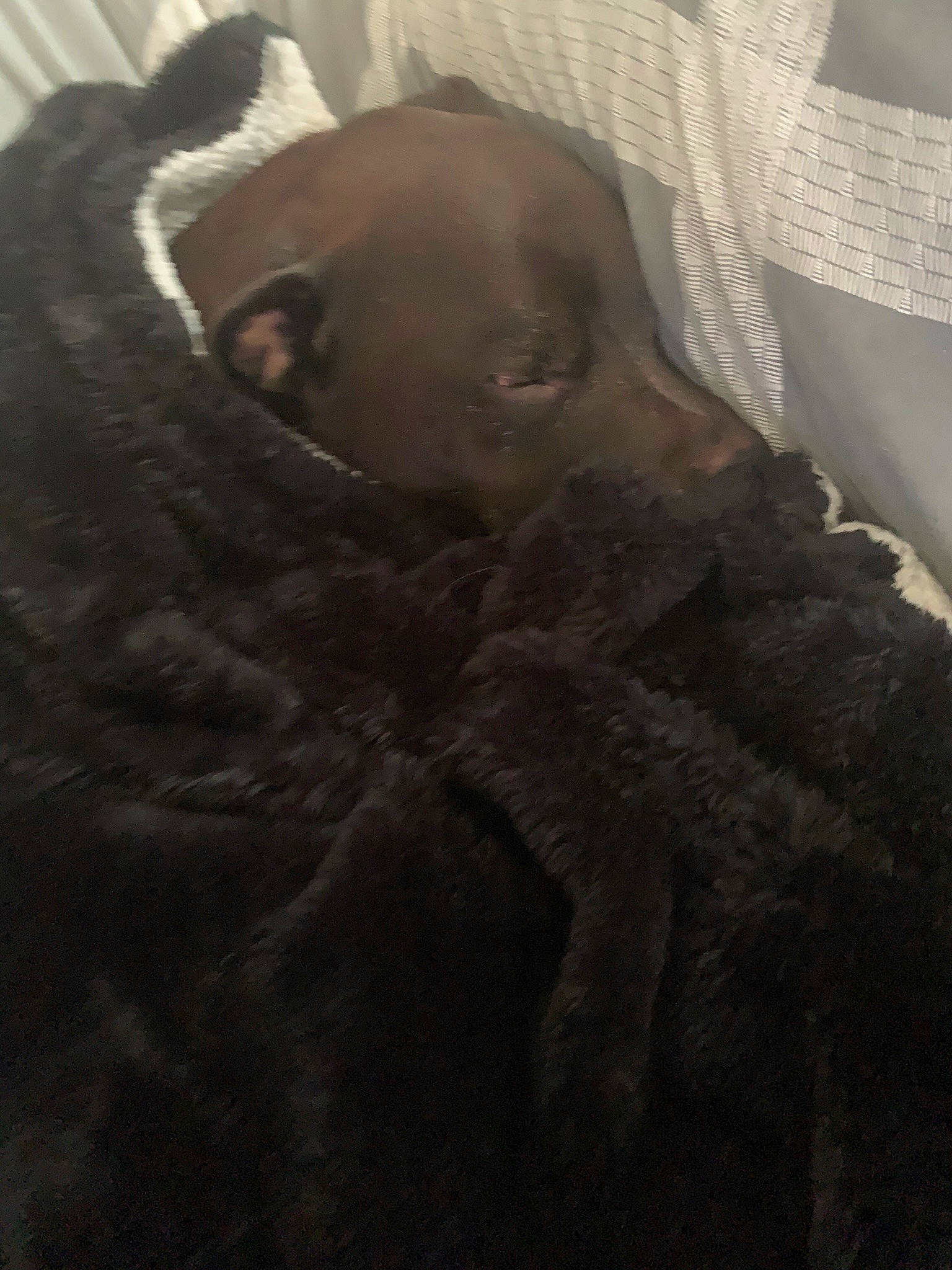 Diesel is registered to the contest to win money with this photo: brown, canidae, carnivore, comfort, companion_dog, darkness, dog, dog_breed, fawn, fur, guard_dog, linens, liver, nap, small_to_medium_sized_cats, snout, sporting_group, terrestrial_animal, whiskers, working_animal