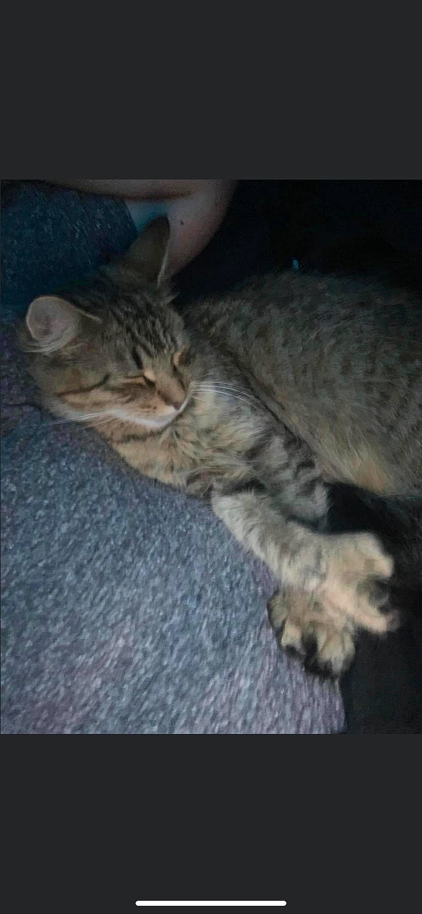 Abbie joined the competition — help win amazing prizes! carnivore, cat, claw, darkness, domestic_short_haired_cat, ear, felidae, fur, nap, paw, small_to_medium_sized_cats, snout, tail, terrestrial_animal, whiskers, wildlife