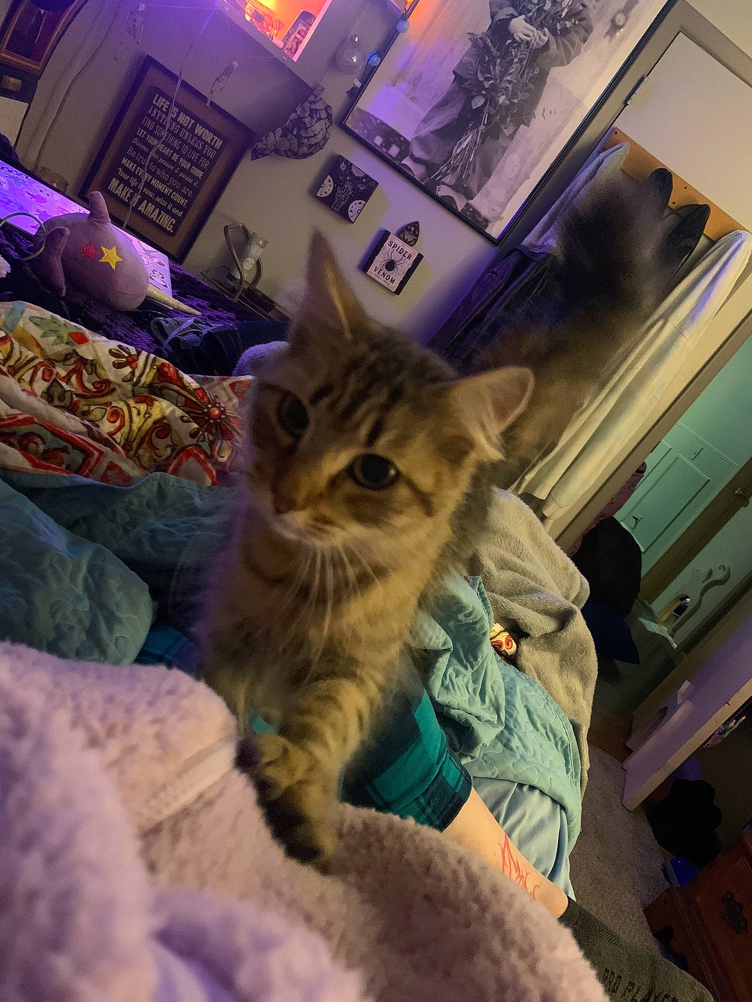 Abbie is registered to the contest to win money with this photo: bed, carnivore, cat, claw, comfort, domestic_short_haired_cat, fawn, felidae, fur, linens, nap, night, paw, plant, purple, room, small_to_medium_sized_cats, tail, whiskers, wildlife