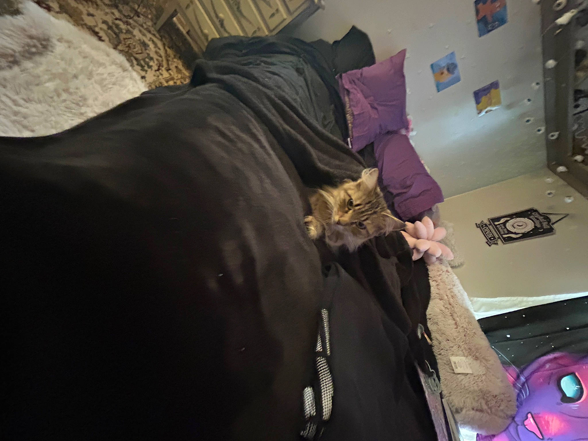 Abbie is registered to the contest to win money with this photo: automotive_design, cg_artwork, fashion_design, fictional_character, fur, glove, leather, leather_jacket, linens, luxury_vehicle, magenta, personal_protective_equipment, purple, room, sleeve, textile, visual_arts