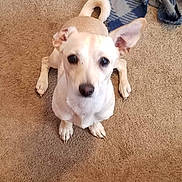 Tucker is registered to the contest to win money with this photo: dog, small_dog, pet, carpet, indoor, animal, cute, ears, waiting, looking_up, tan_dog, canine, fur, household, blanket, floor, companion, friend, domestic_animal, cute_pet