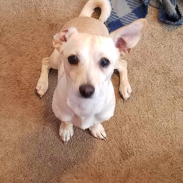 Tucker is registered to the contest to win money with this photo: animal, blanket, canine, carpet, companion, cute, cute_pet, dog, domestic_animal, ears, floor, friend, fur, household, indoor, looking_up, pet, small_dog, tan_dog, waiting