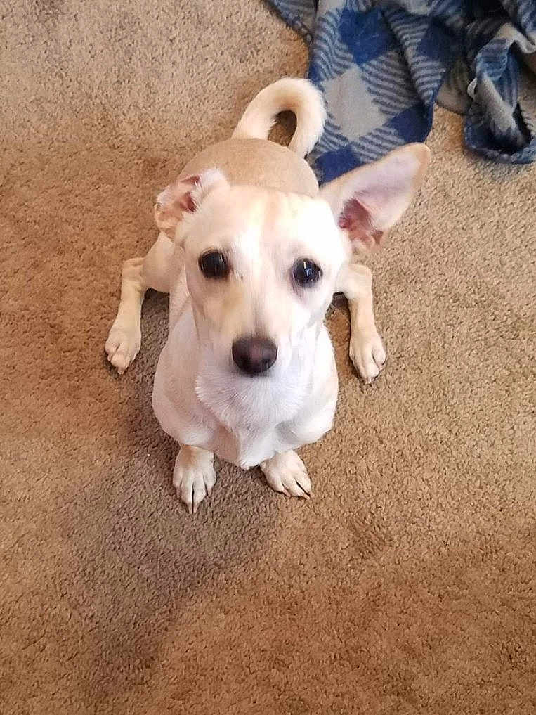 Tucker is registered to the contest to win money with this photo: dog, small_dog, pet, carpet, indoor, animal, cute, ears, waiting, looking_up, tan_dog, canine, fur, household, blanket, floor, companion, friend, domestic_animal, cute_pet