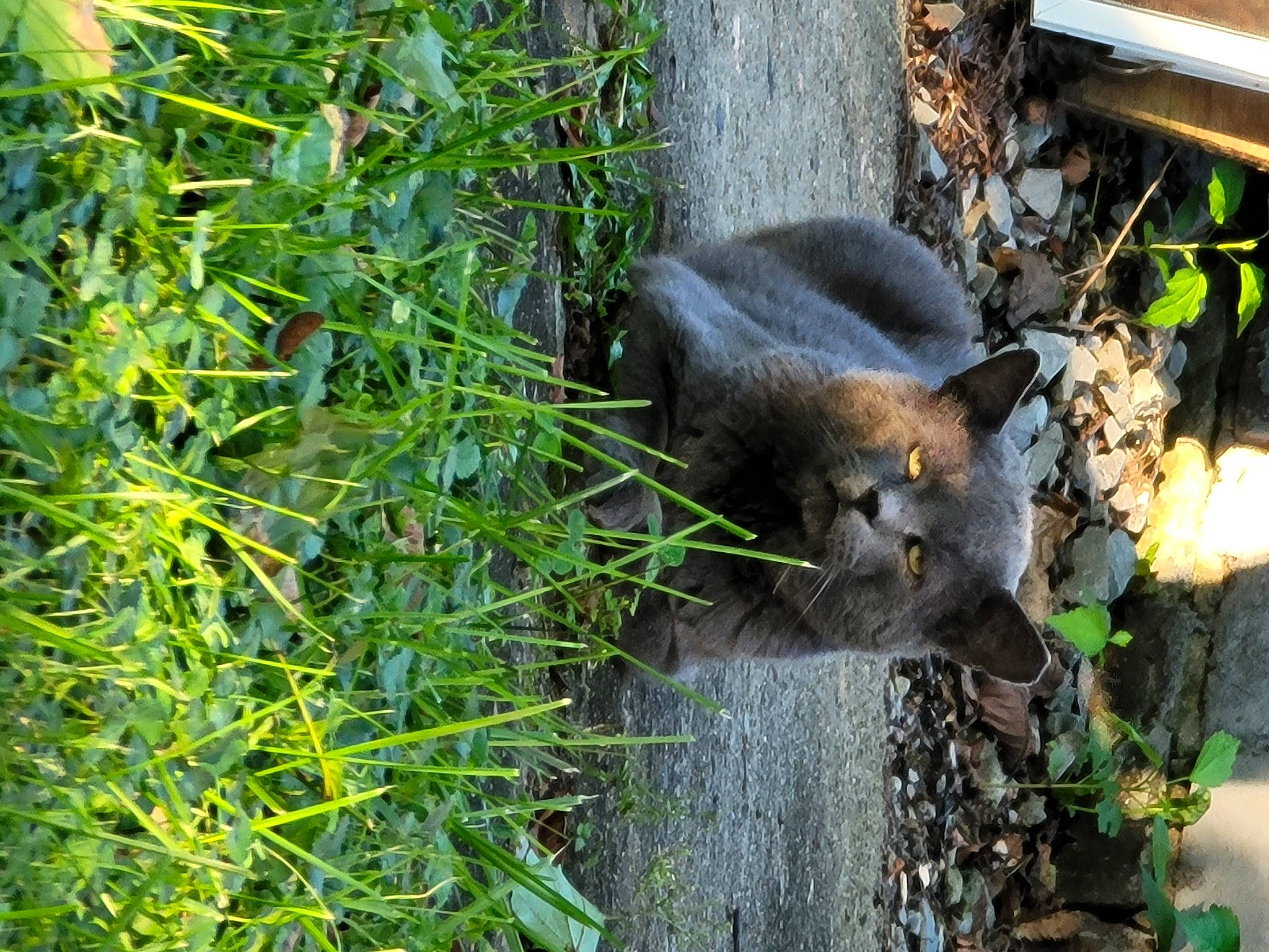 Tom Tom is registered to the contest to win money with this photo: carnivore, cat, domestic_short_haired_cat, fawn, felidae, fur, grass, groundcover, plant, small_to_medium_sized_cats, snout, tail, terrestrial_animal, tree, trunk, water, whiskers, wildlife, window, wood