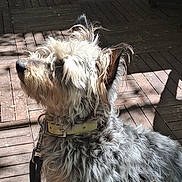 Balzo participe au concours pour gagner de l'argent avec cette photo : accessories, animal, boardwalk, bridge, canine, collar, dog, flagstone, hardwood, hound, leash, path, pet, poodle, puppy, strap, terrier, walkway, whitedog, wood