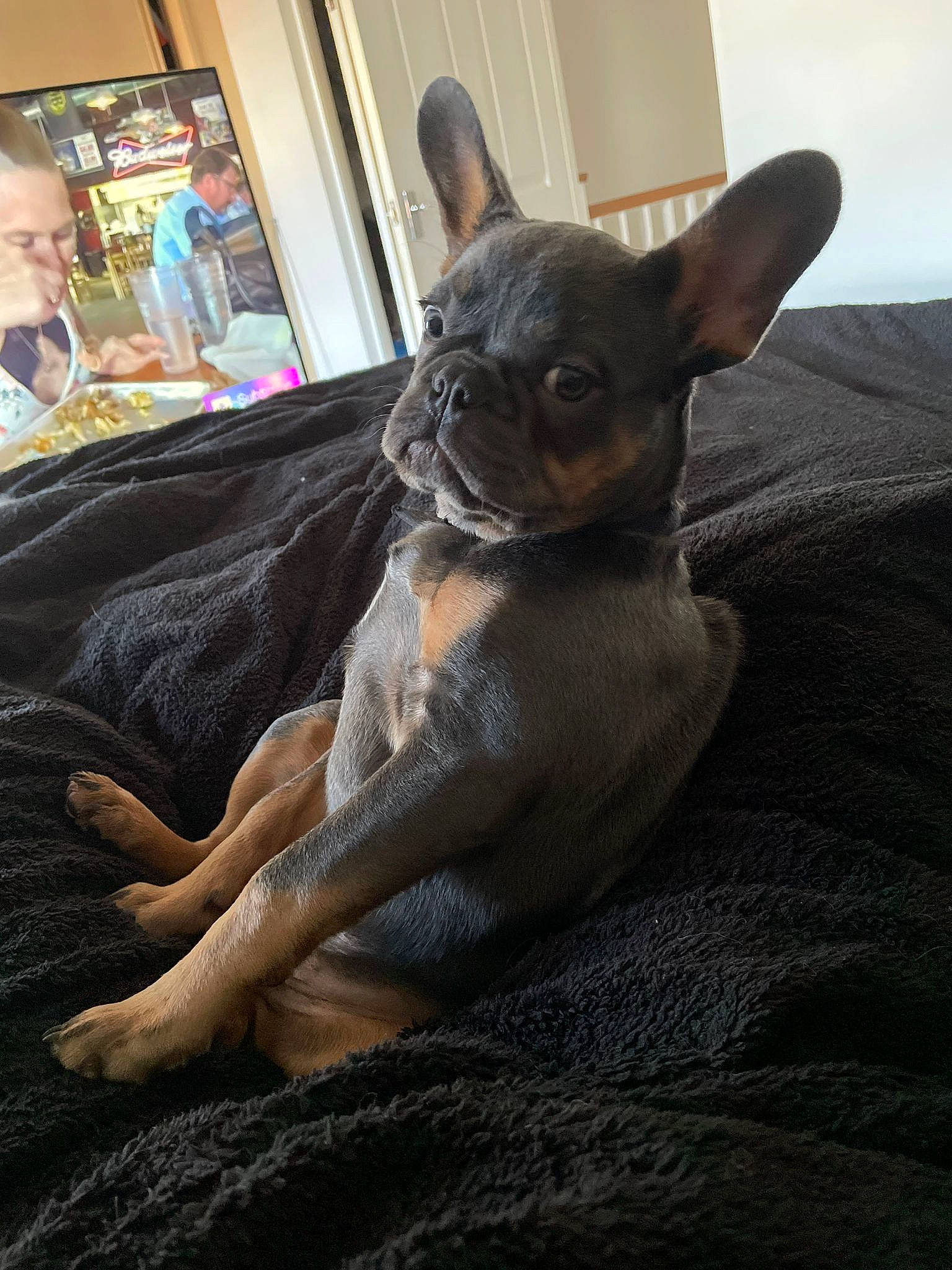 Rufus joined the competition — help win amazing prizes! canidae, carnivore, chihuahua, comfort, companion_dog, corgi_chihuahua, dog, dog_breed, fawn, fur, picture_frame, prazsky_krysarik, russkiy_toy, sitting, snout, sporting_group, terrestrial_animal, toy_dog, whiskers, working_animal