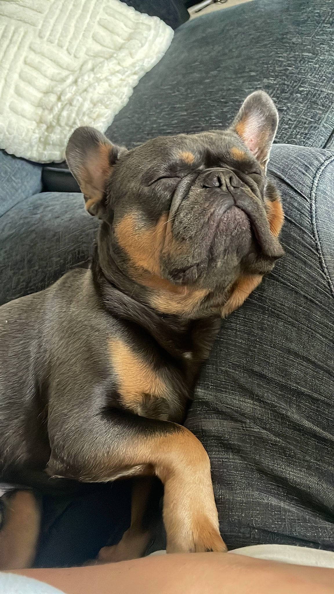 Rufus joined the competition — help win amazing prizes! bulldog, canidae, carnivore, collar, comfort, companion_dog, dog, dog_breed, dog_collar, ear, fawn, french_bulldog, molosser, snout, sporting_group, terrestrial_animal, toy_dog, whiskers, working_animal, wrinkle