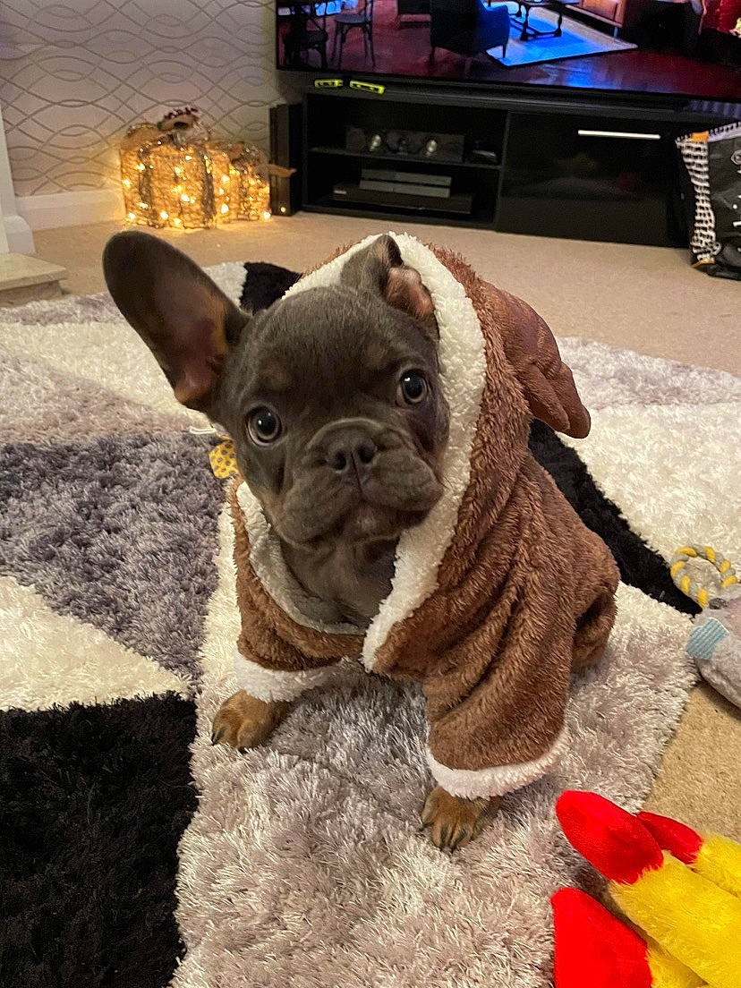 Rufus