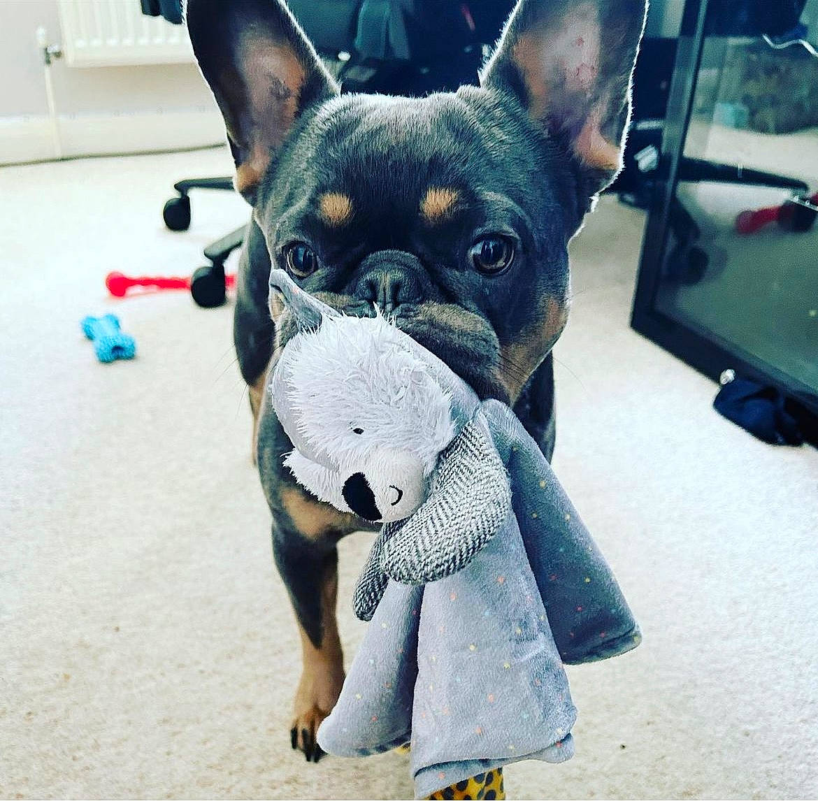Rufus joined the competition — help win amazing prizes! canidae, carmine, carnivore, collar, companion_dog, dog, dog_breed, dog_collar, dog_supply, ear, electric_blue, fawn, fur, snout, sporting_group, tail, terrestrial_animal, toy_dog, whiskers, working_animal