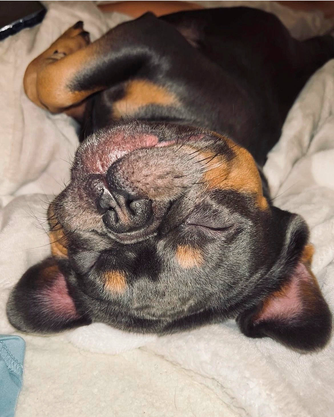 Rufus joined the competition — help win amazing prizes! brown, canidae, carnivore, comfort, companion_dog, dog, dog_breed, fawn, fur, liver, nap, paw, pug, snout, sporting_group, terrestrial_animal, toy_dog, whiskers, working_dog, wrinkle