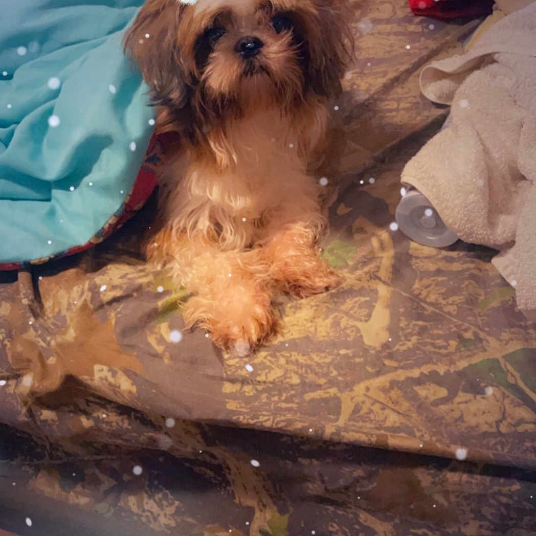 Chewy joined the competition — help win amazing prizes! affenpinscher, animal, canine, clothing, couch, cushion, dog, face, footwear, furniture, head, homedecor, person, pet, photography, poodle, portrait, puppy, shoe, terrier