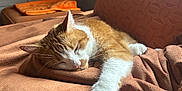 Lyon is registered to the contest to win money with this photo: blanket, cat, comfort, couch, cozy, feline, fur, home, indoor, nap, orange_cat, peaceful, pet, quiet, relaxation, resting, sleeping, soft_texture, sunlight, white_paw