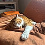 blanket, cat, comfort, couch, cozy, feline, fur, home, indoor, nap, orange_cat, peaceful, pet, quiet, relaxation, resting, sleeping, soft_texture, sunlight, white_paw