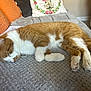 Lyon joined the competition — help win amazing prizes! blanket, cat, cozy, cushion, feline, floral_pillow, fur, ginger_cat, home, indoor, orange, paw, pet, pillow, relaxing, resting, sleeping, soft, white, white_fur