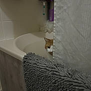Lyon joined the competition — help win amazing prizes! bath_mat, bathroom, bathroom_accessories, bathtub, cat, comb, curious, domestic_animal, feline, hiding, home, indoor, loofah, orange_and_white_cat, peeking, pet, quiet, shower_curtain, tile_wall, toiletries