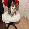 animal, black_chair, cat, chair, cozy, curious, drawer, floor, furniture, head_tilt, indoor, looking, pet, red_chair, sitting, tabby_cat, tile_floor, towel, wall, white_paws