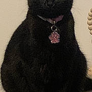 Chanel participe au concours pour gagner de l'argent avec cette photo : alert, animal, black_cat, cat, collar, companion, cute, domestic_animal, ears, feline, fur, indoor, pet, portrait, quiet, sitting, tag, whiskers, wooden_surface, yellow_eyes