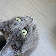 Amalia a rejoint le concours — aidez-le/la à gagner de superbes lots ! animal, cat, close_up, curious, domestic_cat, ears, feline, floor, fur, gray_cat, head, indoor, looking_up, mammal, pet, portrait, soft_light, texture, whiskers, yellow_eyes