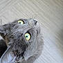 animal, cat, close_up, curious, domestic_cat, ears, feline, floor, fur, gray_cat, head, indoor, looking_up, mammal, pet, portrait, soft_light, texture, whiskers, yellow_eyes