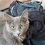 Amalia a rejoint le concours — aidez-le/la à gagner de superbes lots ! alert, animal, cat, closeup, clothing, curious, domestic, ears, fabric, feline, fur, gray_cat, indoor, mammal, pet, pile, resting, soft_texture, whiskers, yellow_eyes
