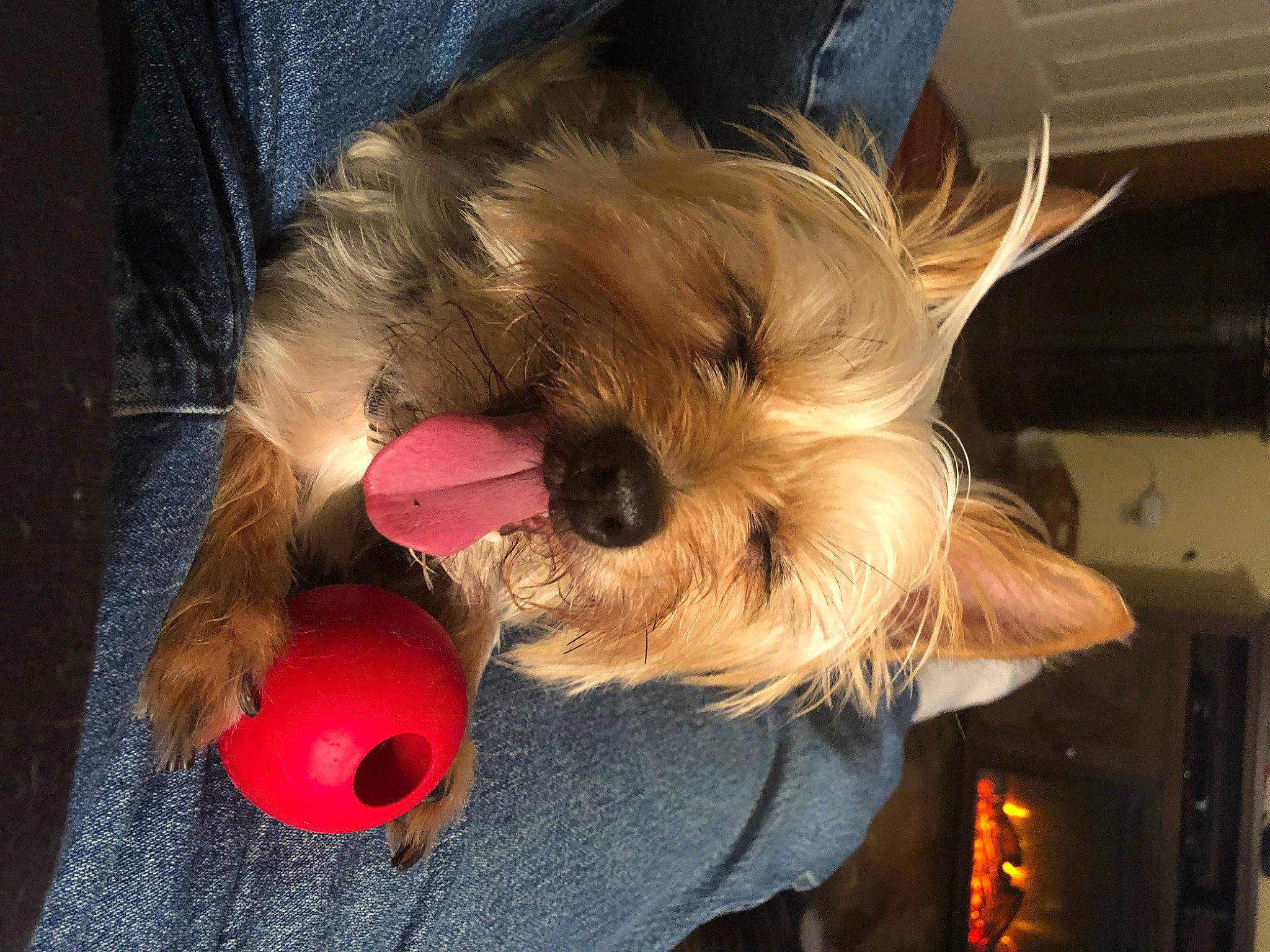 Lulu Belle is registered to the contest to win money with this photo: canidae, carnivore, companion_dog, dog, dog_breed, dog_clothes, dog_supply, fawn, felidae, fur, small_terrier, snout, sporting_group, stuffed_toy, sunglasses, terrier, toy, toy_dog, whiskers, yorkshire_terrier