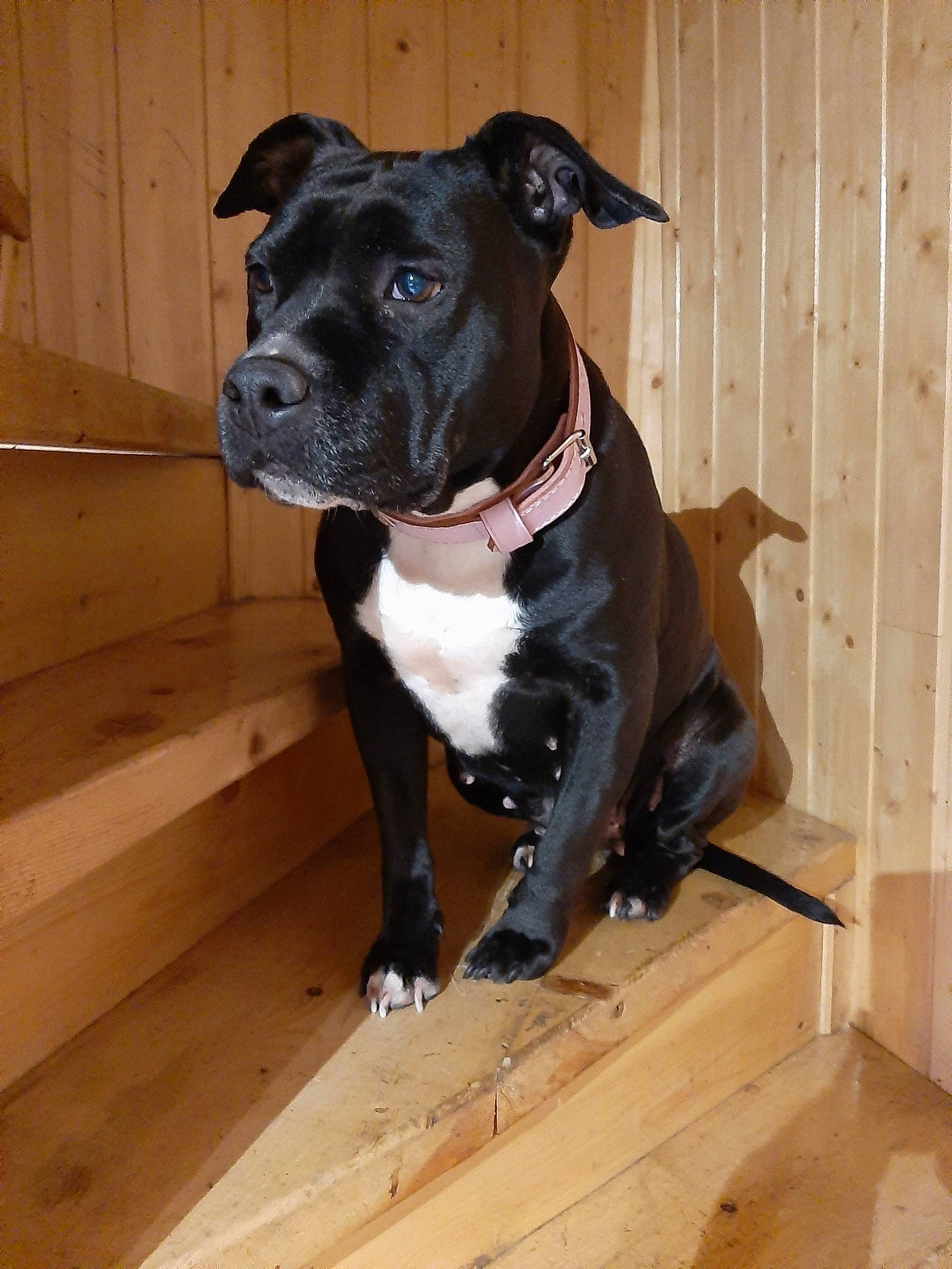 Elia participe au concours pour gagner de l'argent avec cette photo : american_pit_bull_terrier, american_staffordshire_terrier, bandog, canidae, carnivore, dog, dog_breed, fawn, mammal, molosser, non_sporting_group, pit_bull, plant, rare_breed_dog, snout, sporting_group, staffordshire_bull_terrier, vertebrate