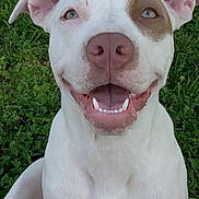 Nala joined the competition — help win amazing prizes! dog, white_dog, brown_patch, smiling, happy, pet, outdoor, grass, animal, canine, sitting, friendly, closeup, face, ears, teeth, tongue, nature, cute, portrait