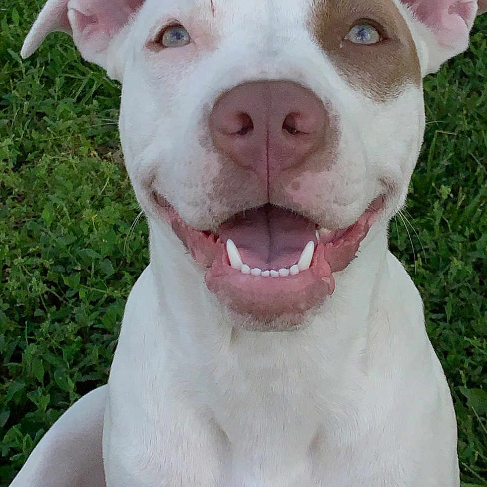 Nala joined the competition — help win amazing prizes! animal, brown_patch, canine, closeup, cute, dog, ears, face, friendly, grass, happy, nature, outdoor, pet, portrait, sitting, smiling, teeth, tongue, white_dog
