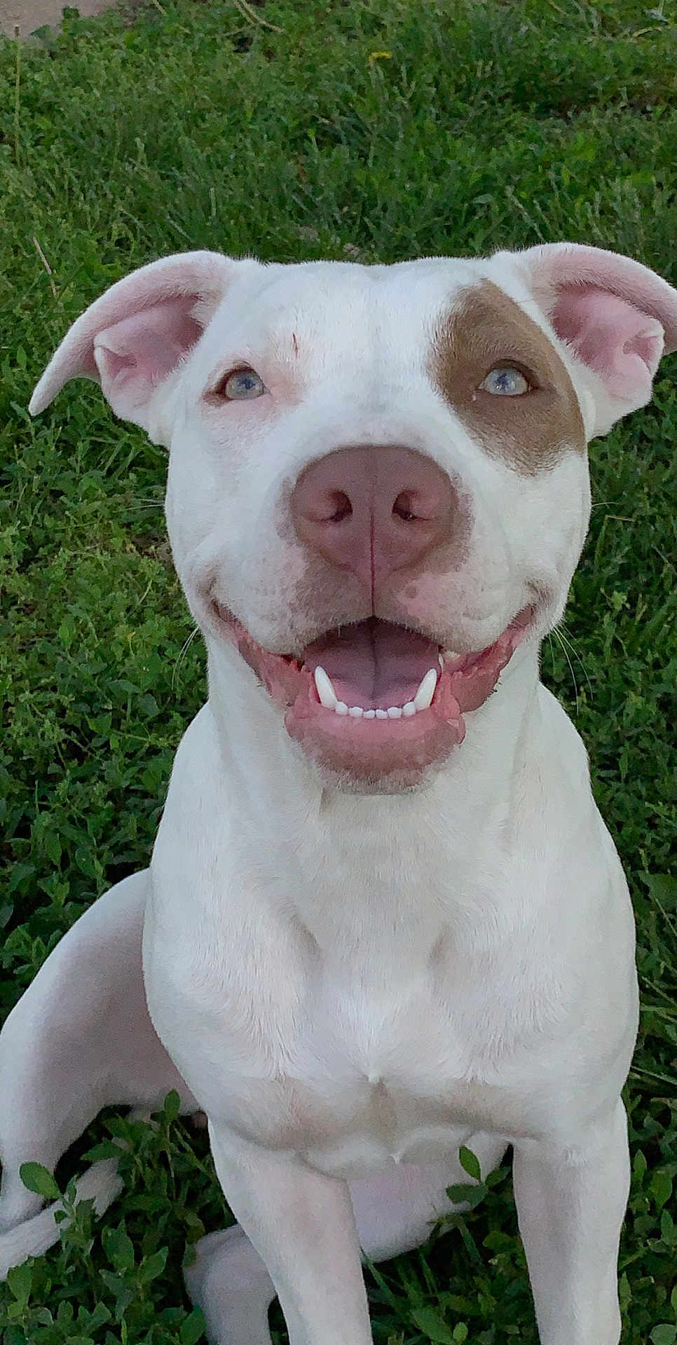 Nala joined the competition — help win amazing prizes! dog, white_dog, brown_patch, smiling, happy, pet, outdoor, grass, animal, canine, sitting, friendly, closeup, face, ears, teeth, tongue, nature, cute, portrait