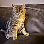 Kaaris participe au concours pour gagner de l'argent avec cette photo : animal, cat, couch, cozy, curious, domestic, ears, eyes, fur, furniture, indoor, mammal, paw, pet, portrait, sitting, striped, tabby, texture, whiskers