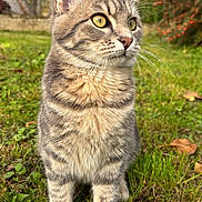 Kaaris a rejoint le concours — aidez-le/la à gagner de superbes lots ! animal, autumn, background_blur, cat, cute, ears, feline, fur, grass, greenery, leaf, mammal, nature, outdoor, pet, portrait, sitting, tabby, whiskers, yellow_eyes