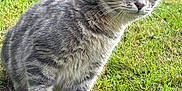 Kaaris a rejoint le concours — aidez-le/la à gagner de superbes lots ! alert, animal, cat, closeup, cute, daylight, domestic_cat, ears, eyes, fur, grass, gray_tabby, greenery, mammal, nature, outdoor, pet, portrait, standing, whiskers