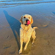 Oïa a rejoint le concours — aidez-le/la à gagner de superbes lots ! animal, beach, canine, coast, cockerspaniel, dog, goldenretriever, horizon, labradorretriever, nature, outdoors, pet, puppy, sand, sea, shoreline, sky, summer, water, whitedog