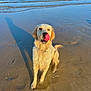 animal, beach, canine, coast, cockerspaniel, dog, goldenretriever, horizon, labradorretriever, nature, outdoors, pet, puppy, sand, sea, shoreline, sky, summer, water, whitedog