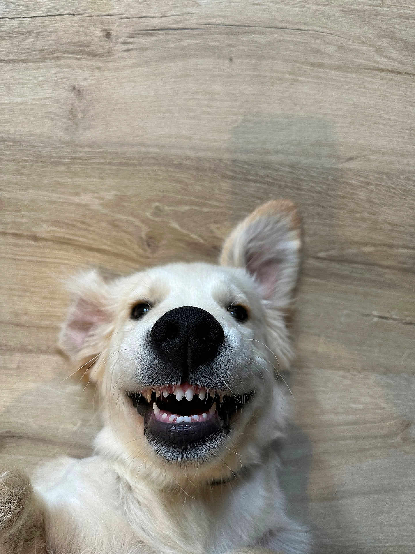 Oïa a rejoint le concours — aidez-le/la à gagner de superbes lots ! animal, ball, bodypart, canine, cockerspaniel, collie, dog, eskimodog, goldenretriever, husky, mouth, person, pet, puppy, snout, sport, teeth, tennis, whitedog, wood