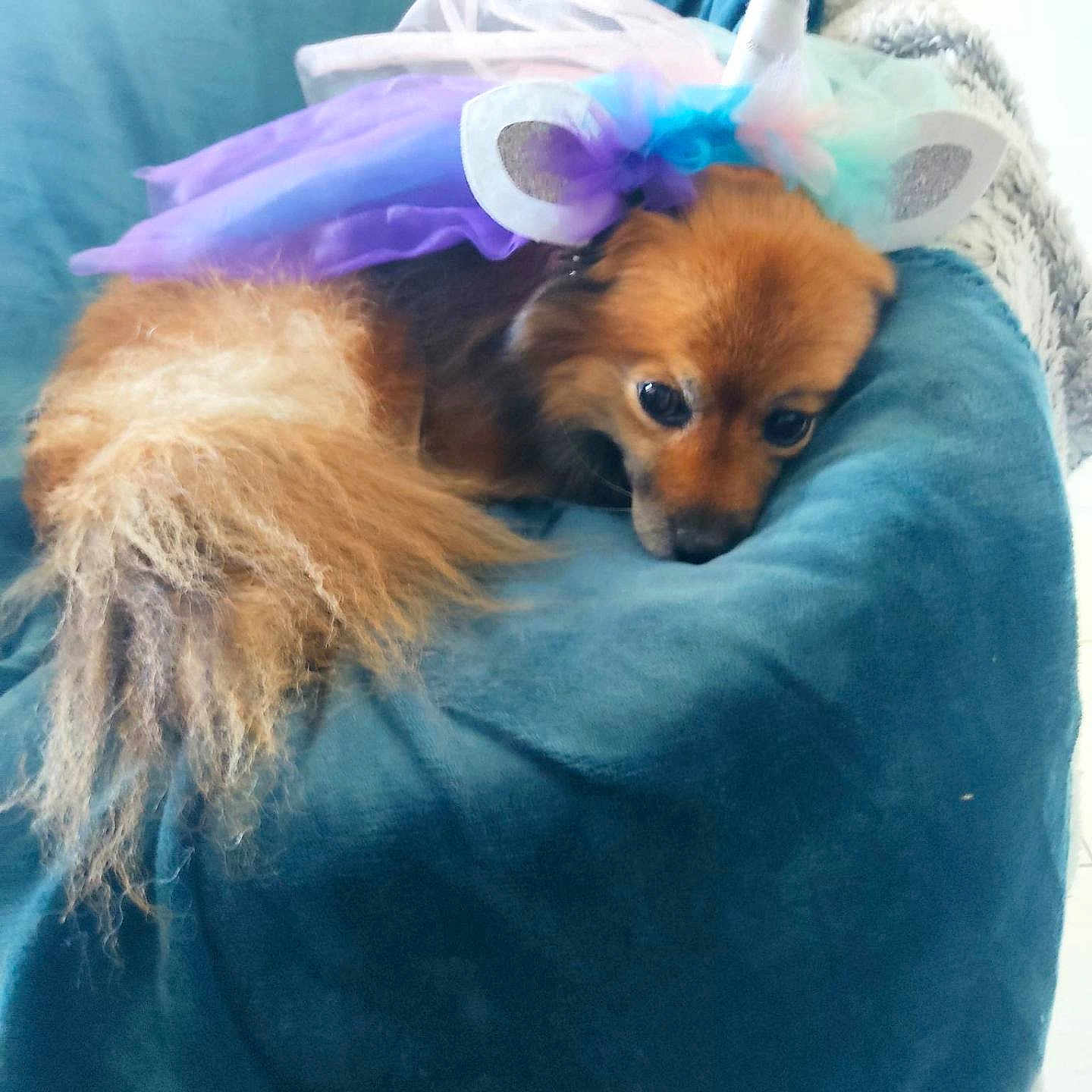 Chipie participe au concours pour gagner de l'argent avec cette photo : animal, brown_fur, colorful, costume, cozy, cushion, cute, decor, dog, fluffy_tail, headpiece, indoor, pet, portrait, relaxed, resting, sleepy, small_dog, soft_texture, unicorn_costume
