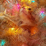 Miss Layla is registered to the contest to win money with this photo: cat, christmas_tree, holiday_lights, orange_cat, white_tree, curious, pet, animal, indoor, festive, colorful_lights, cozy, feline, whiskers, decorations, closeup, soft_lighting, christmas, celebration, cute