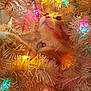 cat, christmas_tree, holiday_lights, orange_cat, white_tree, curious, pet, animal, indoor, festive, colorful_lights, cozy, feline, whiskers, decorations, closeup, soft_lighting, christmas, celebration, cute