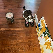 Lucy joined the competition — help win amazing prizes! cat, animal, pet, tabby, black_and_white, floor, hardwood_floor, shoes, sandals, nike, paint_can, painting, canvas, indoor, home, wall, hallway, wood_grain, sitting, funny_pose