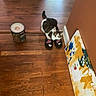 cat, animal, pet, tabby, black_and_white, floor, hardwood_floor, shoes, sandals, nike, paint_can, painting, canvas, indoor, home, wall, hallway, wood_grain, sitting, funny_pose