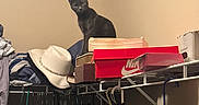 Storm is registered to the contest to win money with this photo: cat, black_cat, animal, pet, kitten, sitting, perched, curious, face, eyes, ears, closet, wardrobe, clothing, hangers, shoe_boxes, books, cowboy_hat, indoors, home