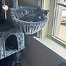 Storm joined the competition — help win amazing prizes! cat, gray_cat, pet, feline, sleepy, relaxed, window, window_sill, cat_tree, hammock, plush, mouse_toy, indoor, home, sunlight, portrait, whiskers, ears, cozy, lounging