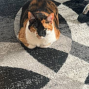 Rambo joined the competition — help win amazing prizes! cat, calico_cat, pet, feline, animal, loaf_position, sitting, green_eyes, whiskers, fur, orange_fur, black_fur, white_fur, indoor, rug, geometric_pattern, chair_wheels, home, portrait, sunlight