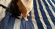 Rambo joined the competition — help win amazing prizes! cat, calico_cat, pet, animal, feline, sitting, bed, bedroom, blanket, striped_bedding, blue_and_white, whiskers, ears, green_eyes, fur, tail, indoor, portrait, alert, cute
